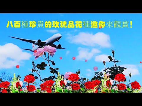 2023台北玫瑰展-「玫好幸福」台北玫瑰園有800種珍貴的玫瑰品種，嬌豔開展！2023 Taipei Rose Show