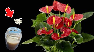 Just mix these things, ANTHURIUM blooms all year round non-stop