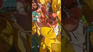 картинка: Хурма, наше многосортовое дерево в конце сезона! г. Николаев.