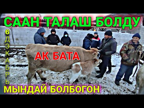 Video: Тайгактай сезип жатасызбы?