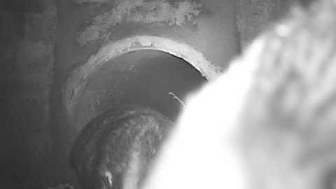 Badgers using road underpass 3