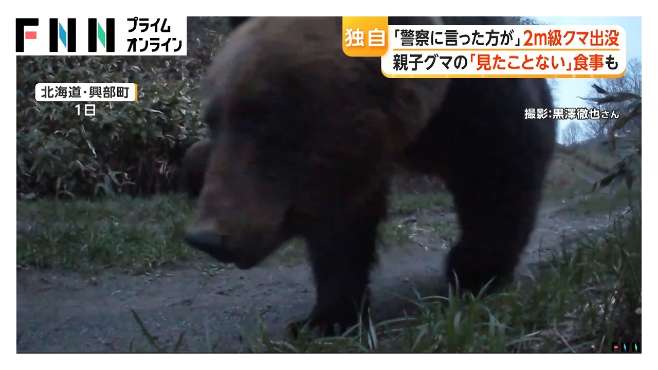 クマの「見たことない」食事映像やメスアピールの“背こすり”瞬間も