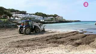 Manca arena a la platja de Cala Blanca, a Ciutadella