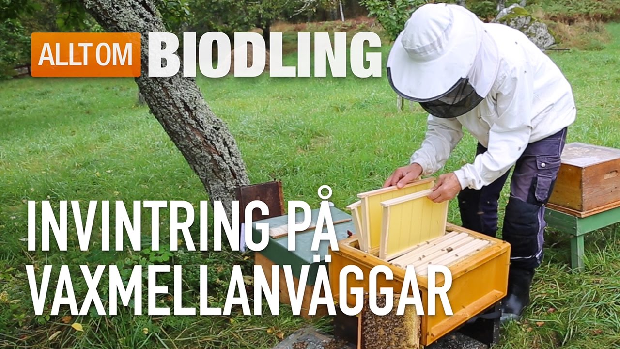 Invintring på vaxmellanväggar - Biodling
