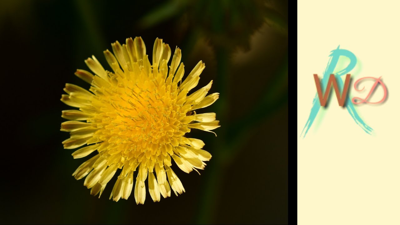 Identification of Winter / Rabi Weeds | Trance Metaphysical Melodic