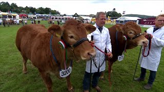 Pencampwriaeth Gwartheg wedi Magu gan yr Arddangoswr | Exhibitor Bred Cattle Championship