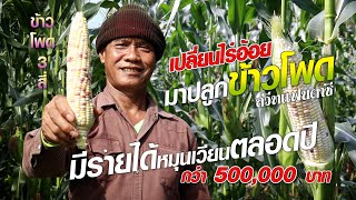 เปลี่ยนไร่อ้อย มาปลูกข้าวโพด 15 ไร่ ได้ 5 แสน #เกษตรอารมณ์ดี