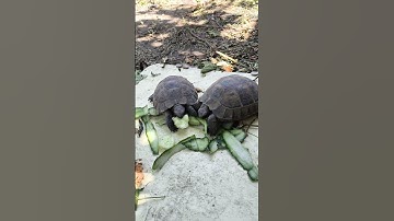 This Turtle LOVES Cucumber! 🥒🐢 #turtle #turtlewatching #cuteanimal