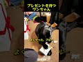プレゼントを待つ ワンちゃん