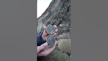Ammonite nodule popped open on the beach #shorts #fossilhunting #beach #treasure #fossils