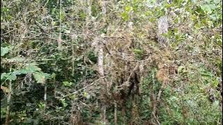 Burung Cucak Rowo. Berbunyi di kebun lama