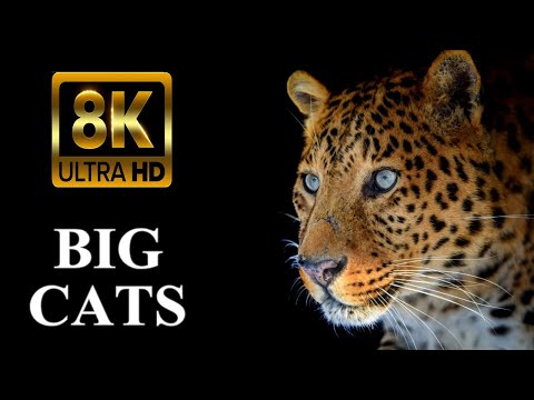 BIG CATS 8K Ultra HD – Tiger, Lion, Cheetah, Leopard, Jaguar, Lynx