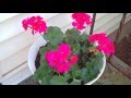 Planting Geraniums