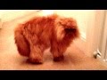 Angry Persian Cat miaowing and hissing - Reuben talking to Cosmo