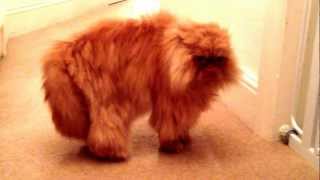 Angry Persian Cat miaowing and hissing  Reuben talking to Cosmo