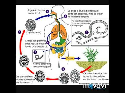 Ciclo cetosis orina