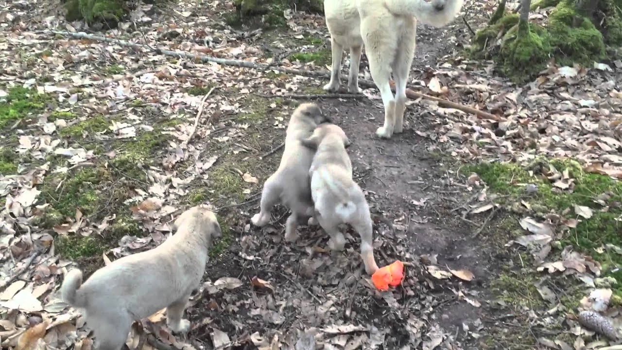 Chiot Berger Danatolie Kangal Lof The Legend Of Kangal