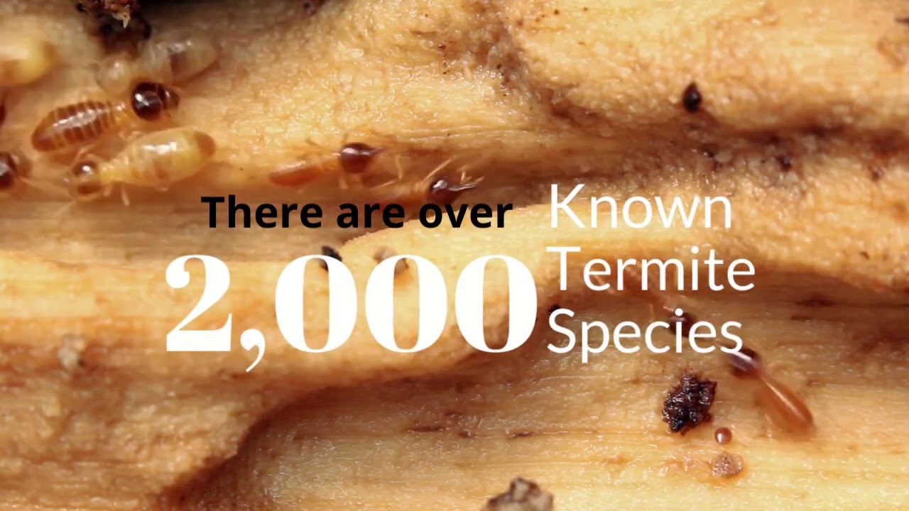 Termite Facts
