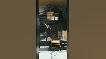 Java sparrow making a nest