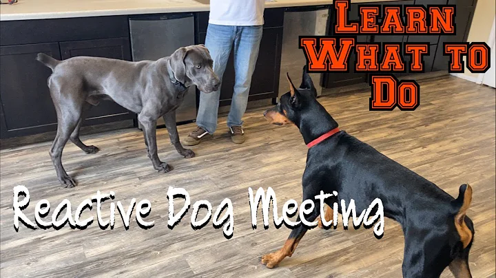 Learn how to let your reactive dog meet other dogs - DayDayNews