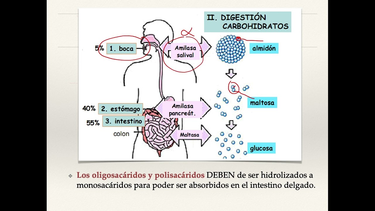 Análisis de fibra cruda en alimentos