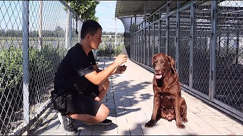 當公犬遇到發情母犬，其難受程度令人難以想像！\When a female dog is in heat, male dog is extremely impatient. - 天天要聞