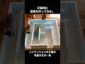 子猫に行き止まりのない迷路作ってみた。#shorts #猫のいる暮らし #保護猫