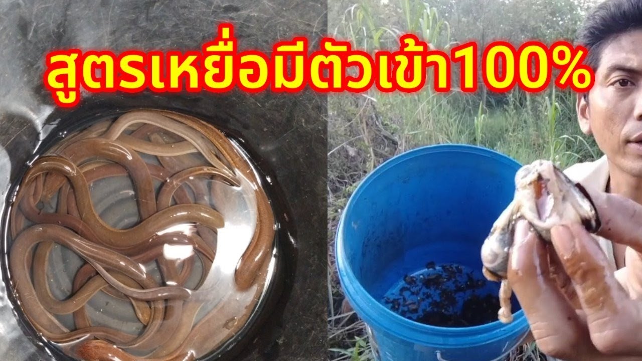 ดักปลาไหล ใส่ตุ้มปลาไหล เหยื่อดักปลาไหล สูตรเหยื่อปลาไหล หมายคลองเก่ามีแต่ตัวใหญ่!!!!!!