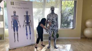 The Lymphatic system, the Fascia system & chronic pain