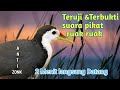 Master Suara Pikat Burung Ruak Ruak Ampuh No Copyright Mp3 - Mp4 Download