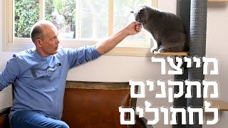 המשוגעים לדבר: חתולים בצמרת