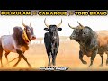 Pulikulam vs Camarge vs Toro Bravo தமிழ் | Savage Empire