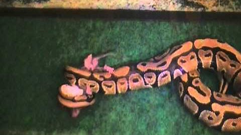 CHARLIE EATING 1 FUZZY RAT ON 4-13-2011 PART 1