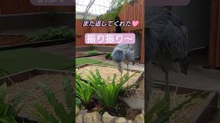 間近!#ふたば 振り振り#ハシビロコウふたば#ハシビロコウ#絶滅危惧種#動物#shorts#zoo #shoebillstork#shoebill