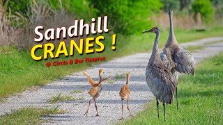 Sandhill Cranes at Circle B Bar Reserve