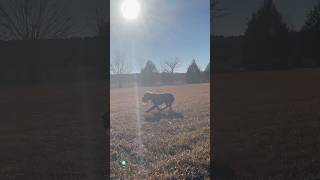 Field Bred Hunting English Cocker Spaniel Flushes and Retrieves Quail with German wirehaired pointer