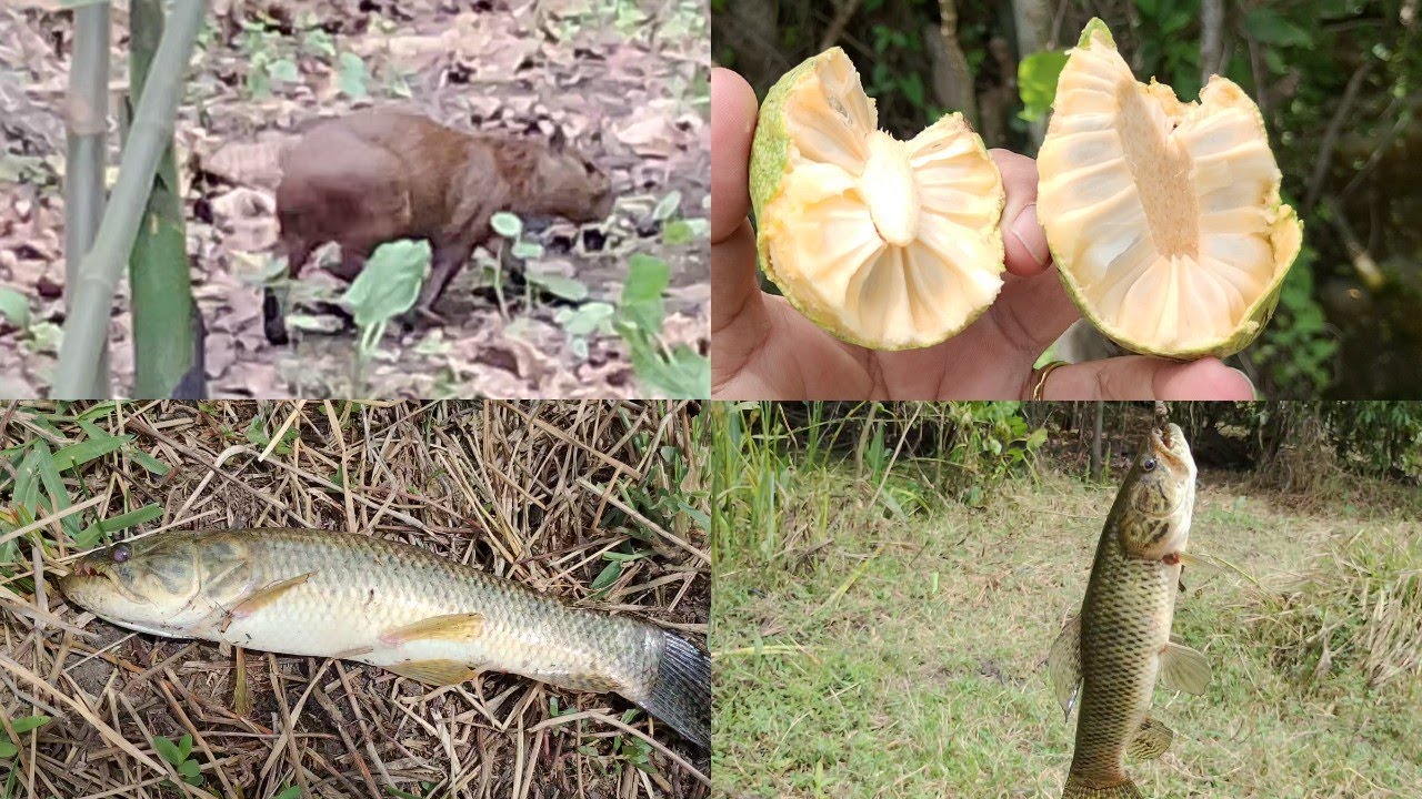 Uma capivara apareceu na pescaria 🎣 teve trairão no bambu 