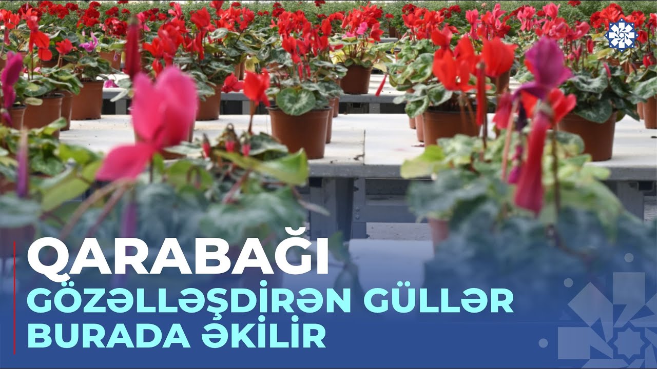 Payızda ən çox hansı güllər satılır? – “Zirə Gülçülük”dən REPORTAJ