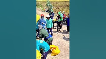 Quá Campuchia Vác Lúa 🌾🌾