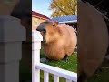 WAIT, What is that GIANT Thing in My Backyard?! (Capybara Invasion) #capybara #animals #ai #amazing