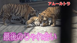 四つ子の子トラ お別れの日の様子