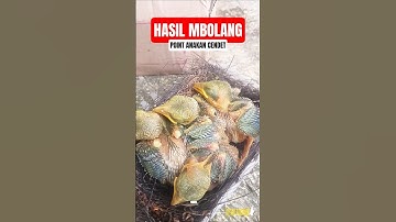 HASIL MBOLANG SARANG BURUNG, POIN ANAKAN CENDET #mbolangsarangburung #cendet #mbolang
