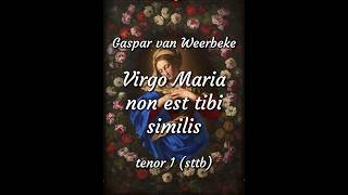 Virgo Maria non est tibi similis, Gaspar van Weerbeke, tenor 1 (sttb), rehearsal track