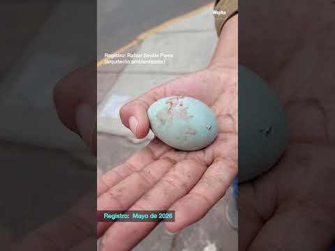 Exigen sanciones ante la mutilación de árboles y destrucción de nidos de garzas en Los Olivos