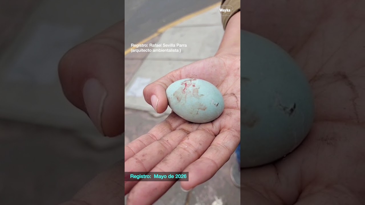 Exigen sanciones ante la mutilación de árboles y destrucción de nidos de garzas en Los Olivos