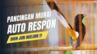 MURAI BATU GACOR FULL ISIAN TEMBAKAN KASAR AMPUH MEMANCING EMOSI MURAI BATU LAWAN