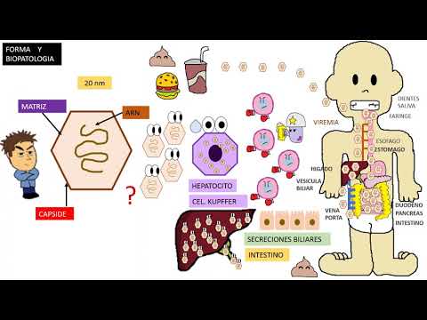 Virus hepatitis A, VHA