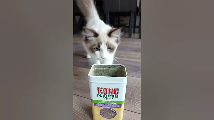 Watch the video about First Time Catnip 😻| Fero The Ragdoll Cat #cat #cutecat #short #shorts
