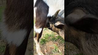 Goat Nursing from mama #goat #animallover #goatfarming #shorts