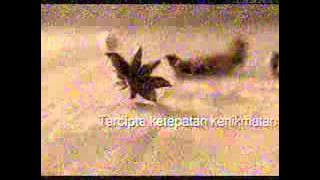 Download lagu Transtv Djarum Coklat